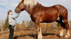 Ruský heavywood horse